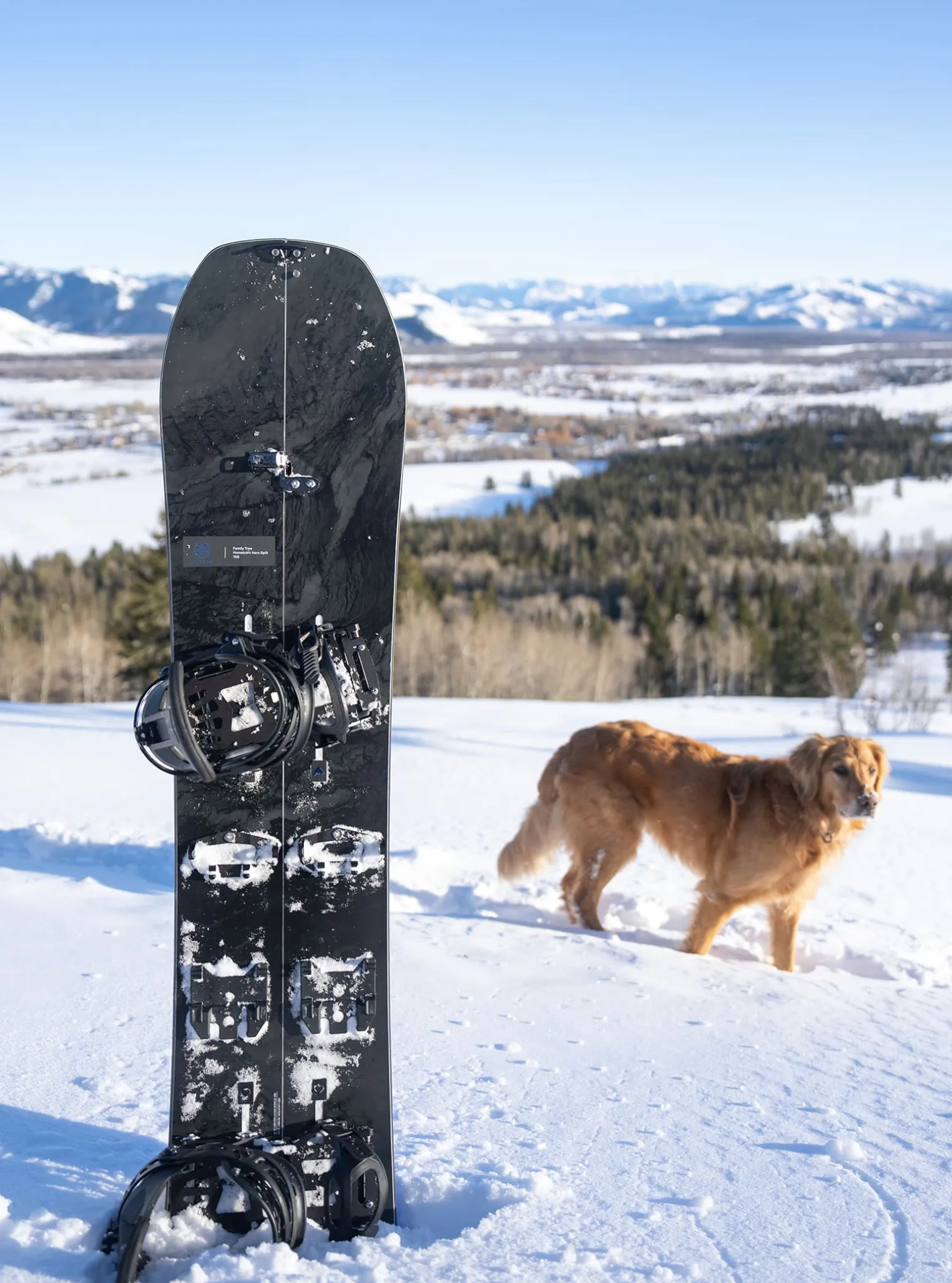 burton_family_tree_hometo_5.webp Burton Family Tree Hometown Hero Camber Splitboard